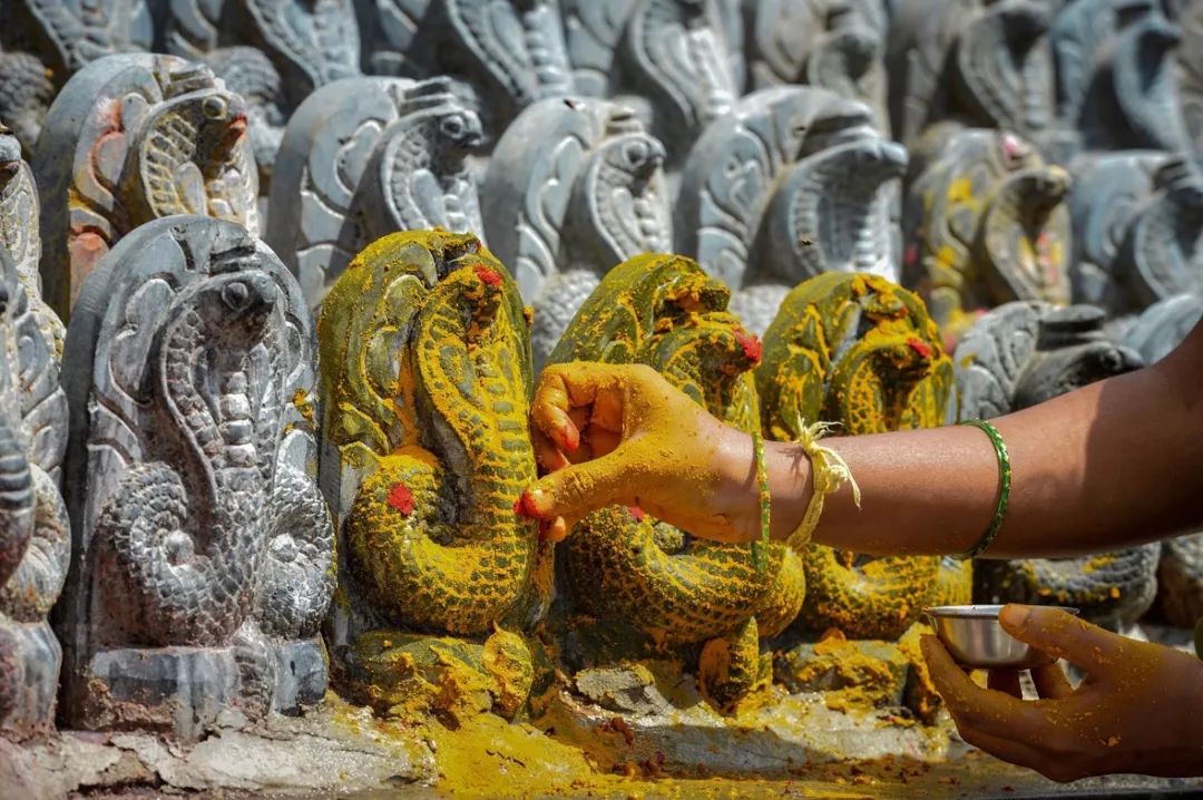 陆 (photo@ibttimes uk) 在印度教文化中,寻求蛇神(nag panchami)