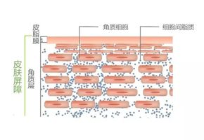 被抱着不会走路 神经系统没有发育成熟,只会哭不会说话 皮肤也是有