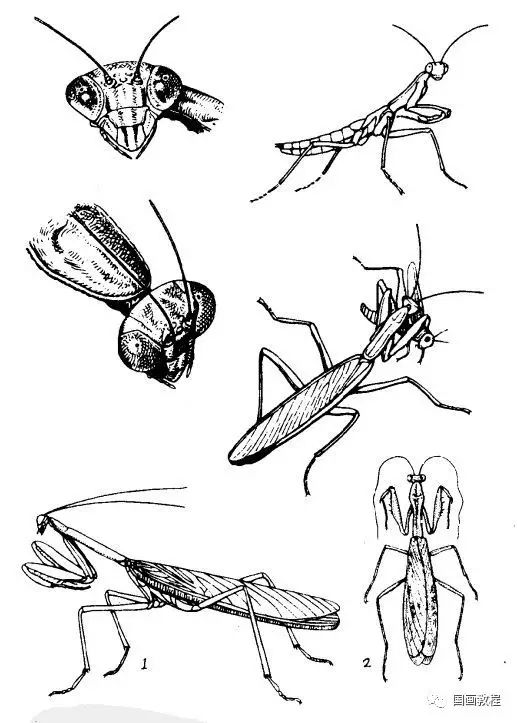 国画教程最全的昆虫白描图谱