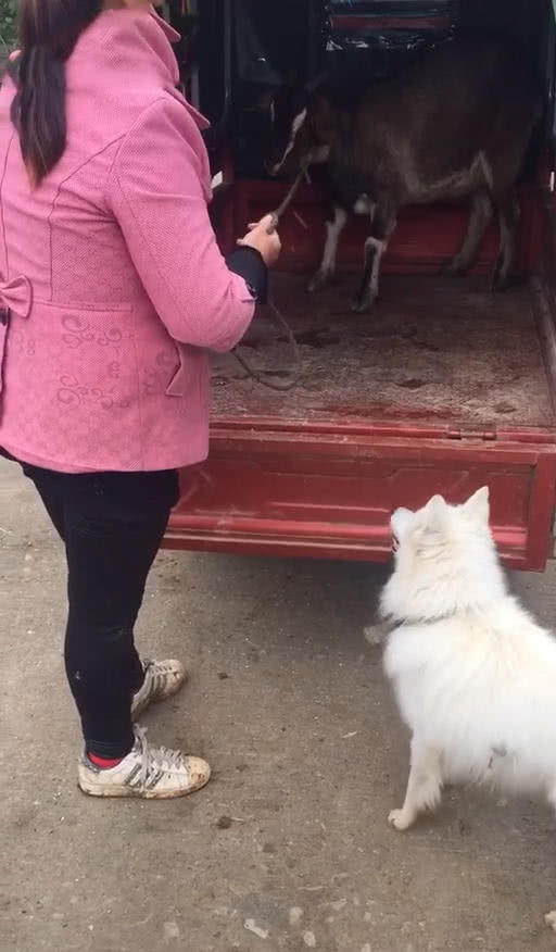 在一旁说道:这羊有灵性,它知道今天是只要下了车,那么就会死,所以才不