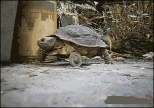 搞笑gif:小乌龟,你这是长了个轮子吗?笑的肚子疼!