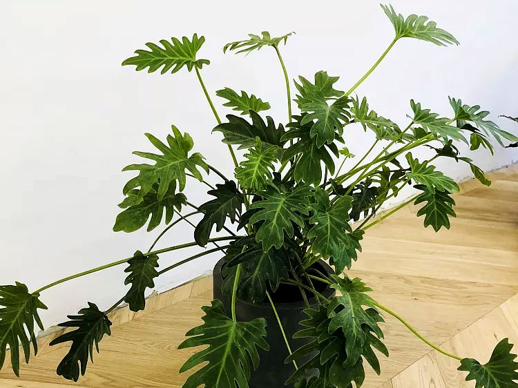 mufeeling植物养护小百科小天使篇