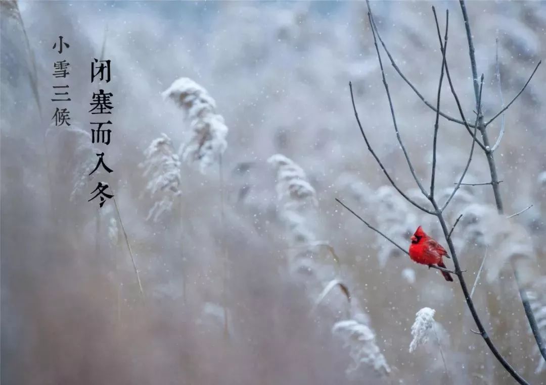 今日小雪 · 蔌蔌叶落天渐寒