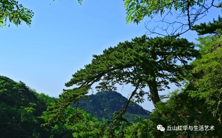 泰山青松赞歌|作者深山老林|朗诵秋