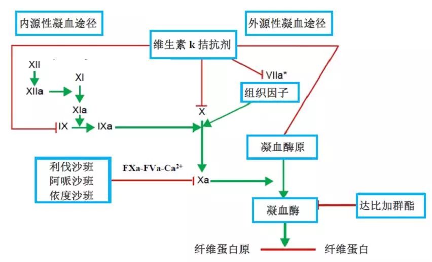 专家答疑|华法林及新型口服抗凝药物治疗后心房及静脉血栓的溶解机制