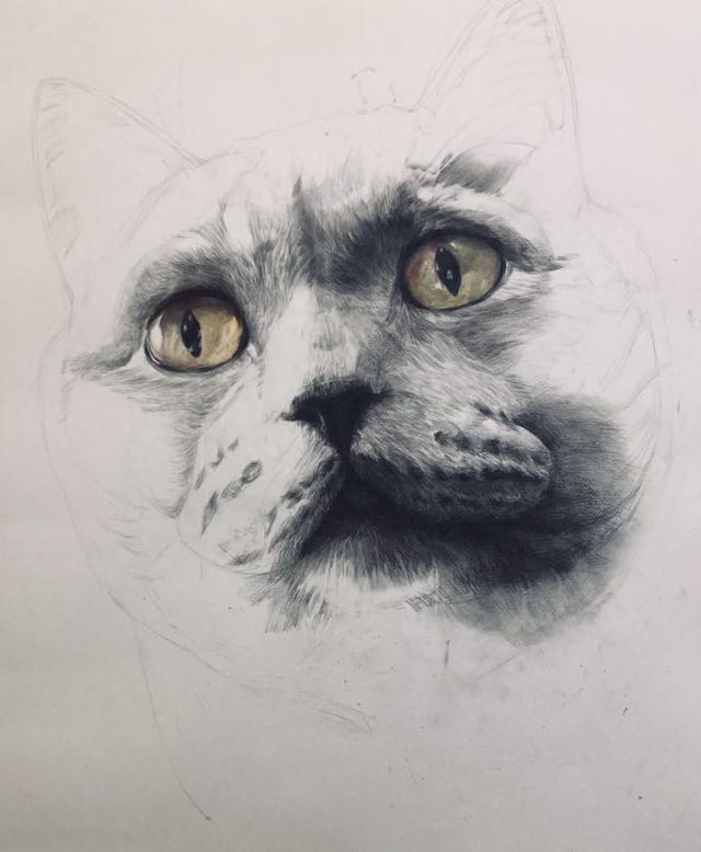 素描《蓝猫》马馨玥 尺寸110×80cm