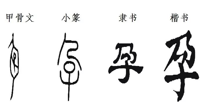 的头侧面站立的样子像一个身怀六甲的母亲孕字的甲骨文把我们带到这