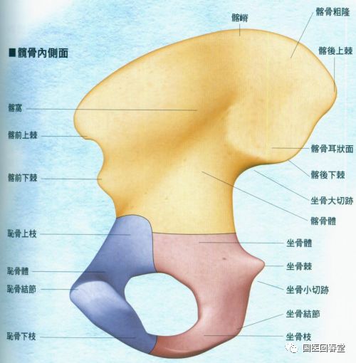 史上最全的骨盆终极详解一带您深入了解身体中最重要的构造