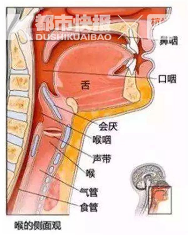 呈现叶片的形状,当人体在吞咽食物的时候,会厌软骨就会盖住气管,避免