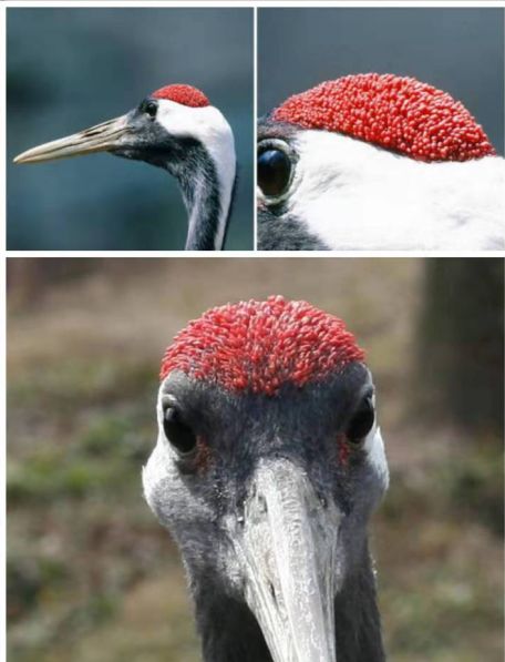 而说来尴尬,丹顶鹤的"鹤顶红"其实不能杀人,丹顶鹤是秃头,它的头顶就