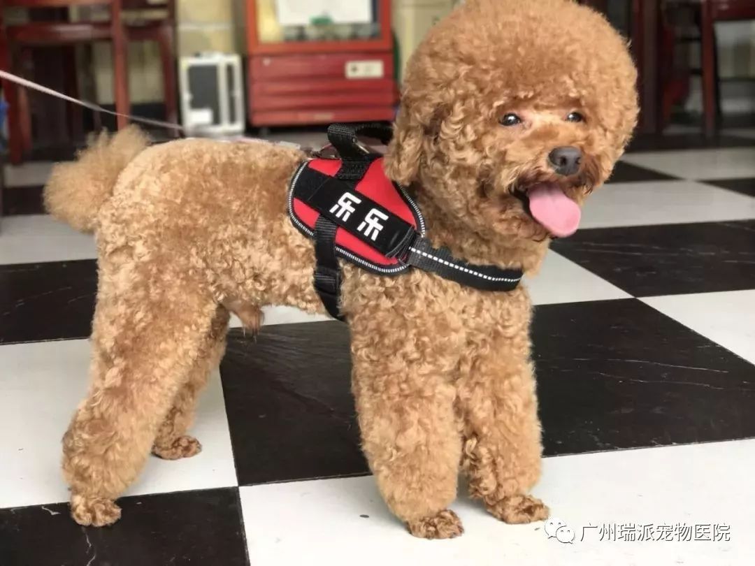 犬证办理流程一览表