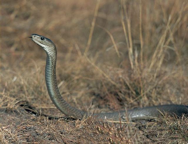 黑曼巴蛇,被称为非洲死神是非洲最大的蛇攻击速度最