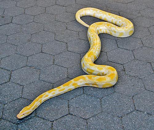 黄金蟒,一种很稀少的变异蟒蛇体长可达到7米,它是无毒性的!