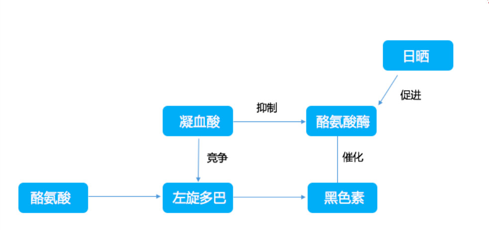 扒一扒美白新贵传明酸的前世今生