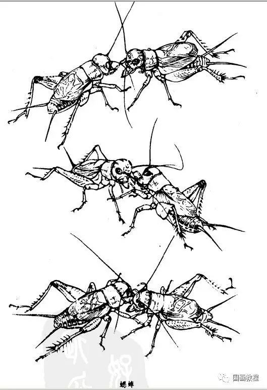 国画教程最全的昆虫白描图谱