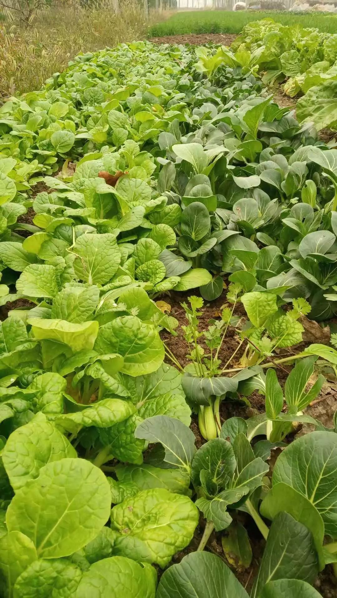 深入桃林觅美食冬天的菜地