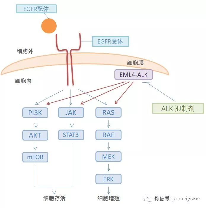 游信号通路包括:调节细胞增殖的ras-raf-mek-erk途径(即mapk/erk通路)