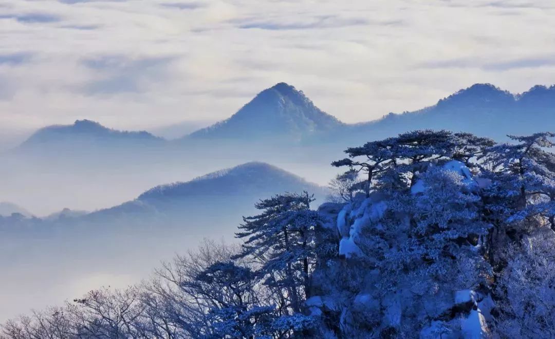 麻城杜鹃千山雪