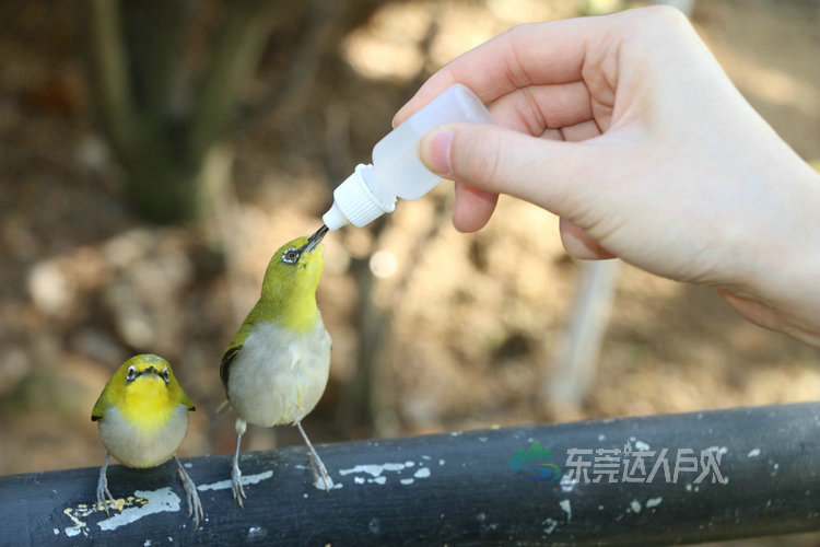 小鸟喝水的样子可爱极了旁边还有一处蝴蝶园,里面飞舞着五颜六色的