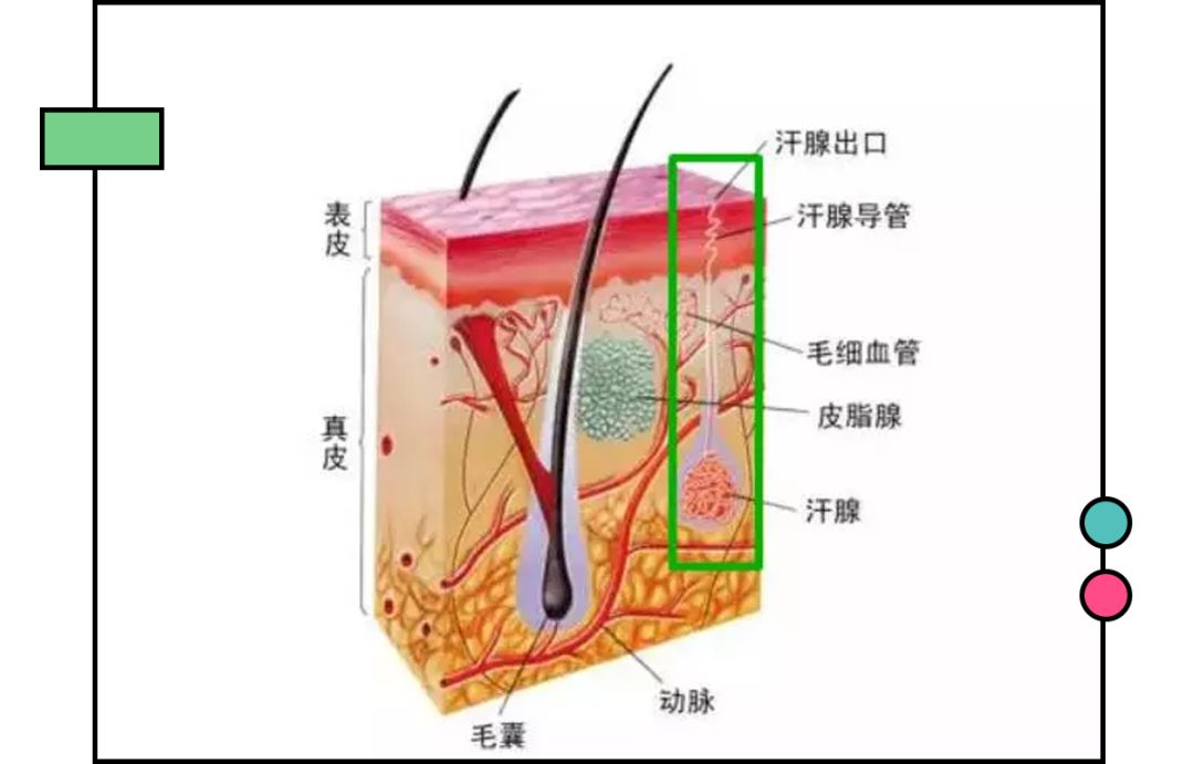 汗腺导管主要管出汗的就是汗腺了来看看我们皮肤里面出汗排毒这事也不