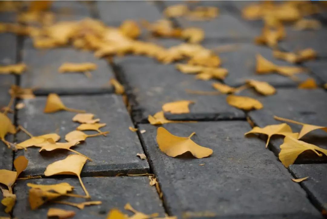 最美的秋天从未离去!第三届"京城校园之秋"最美图文等