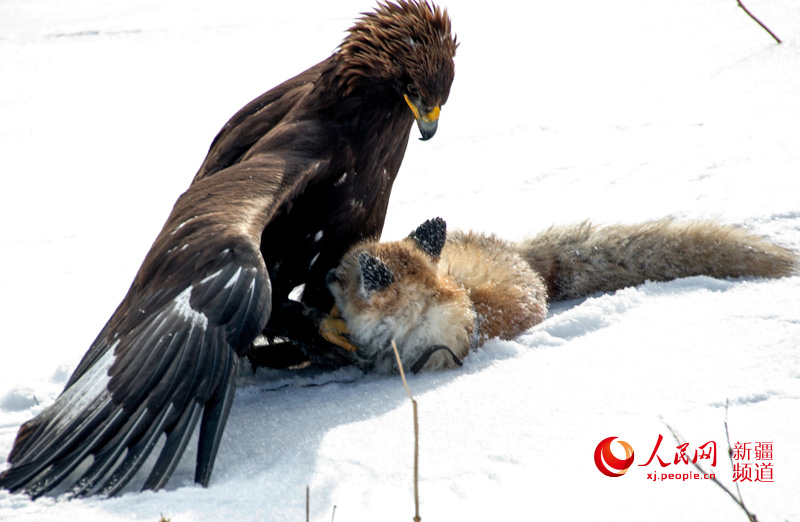 新疆昭苏:金雕雪中捕猎