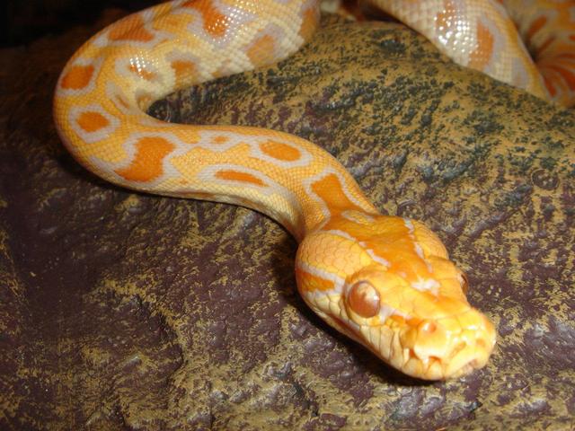 黄金蟒,一种很稀少的变异蟒蛇体长可达到7米,它是无毒性的!