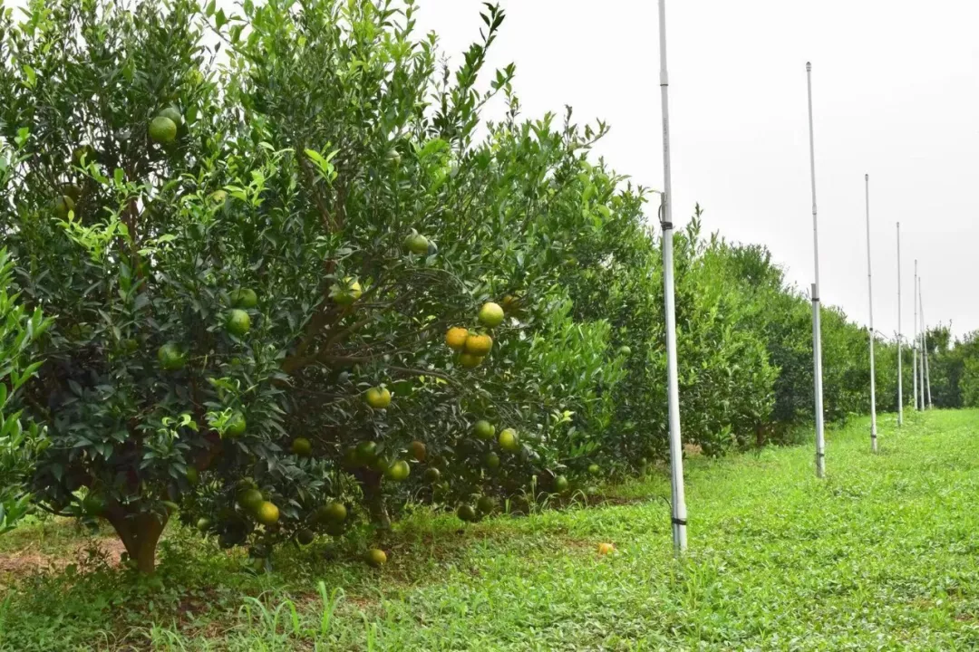 新会陈皮三,西甲圈枝柑种植基地来自江门的朋友柑场老师傅现场教导