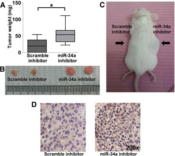 通过scid 小鼠模型,对比mir-34a与对照组的肿瘤的重量,大小,来反向