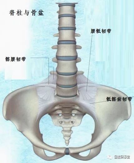 史上最全的骨盆终极详解一带您深入了解身体中最重要的构造