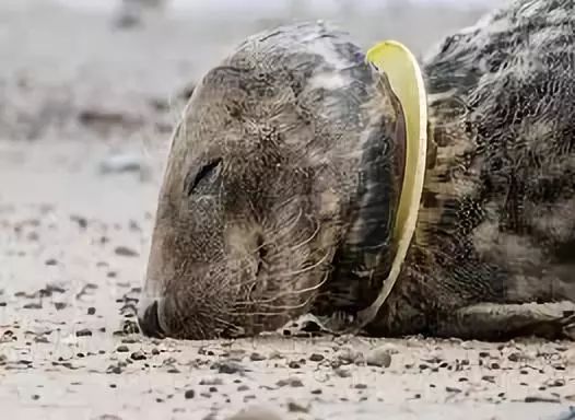 在印尼搁浅死亡的鲸鱼胃里有12公斤塑料垃圾