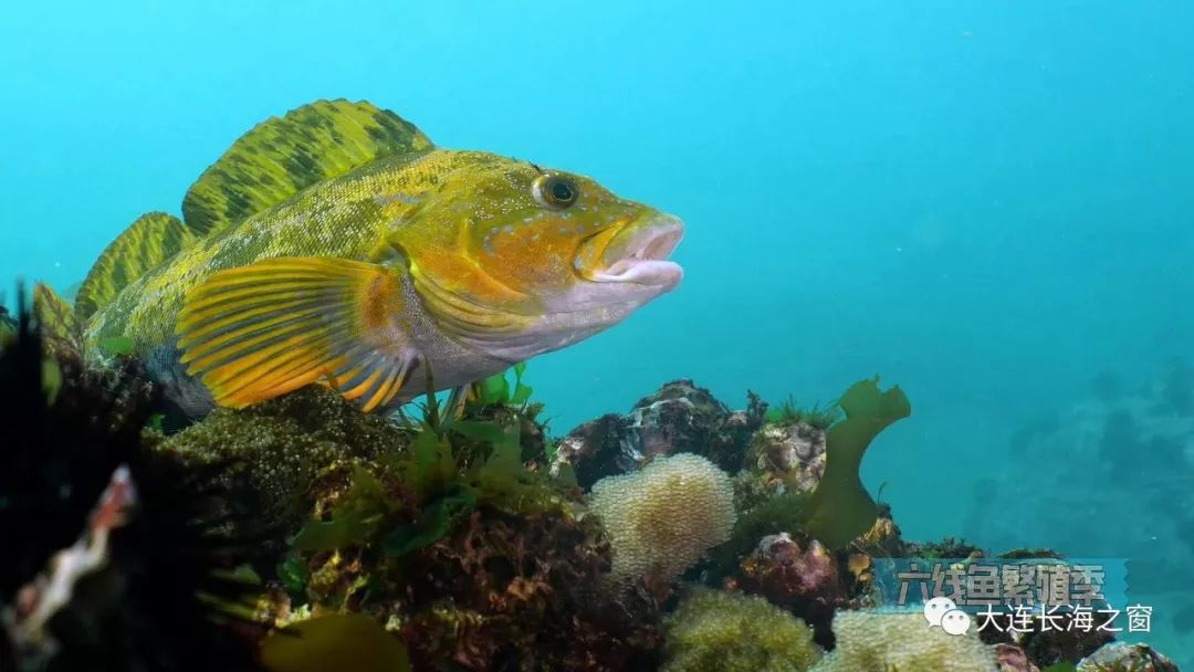 生态长海:《六线鱼保护娃娃历险记》