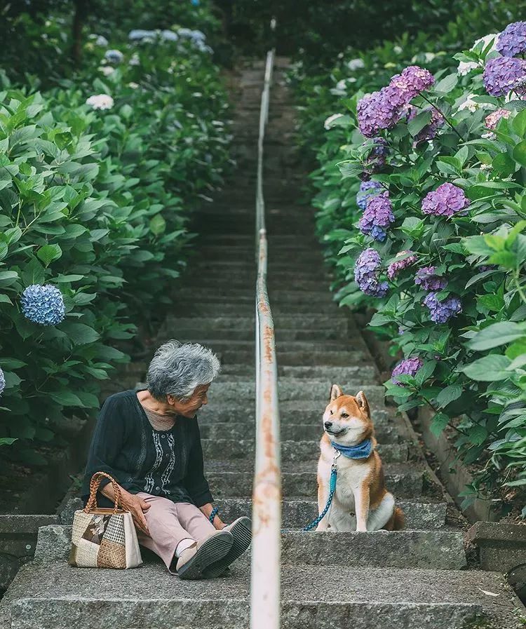 日本摄影师YASUTO：老奶奶和柴柴