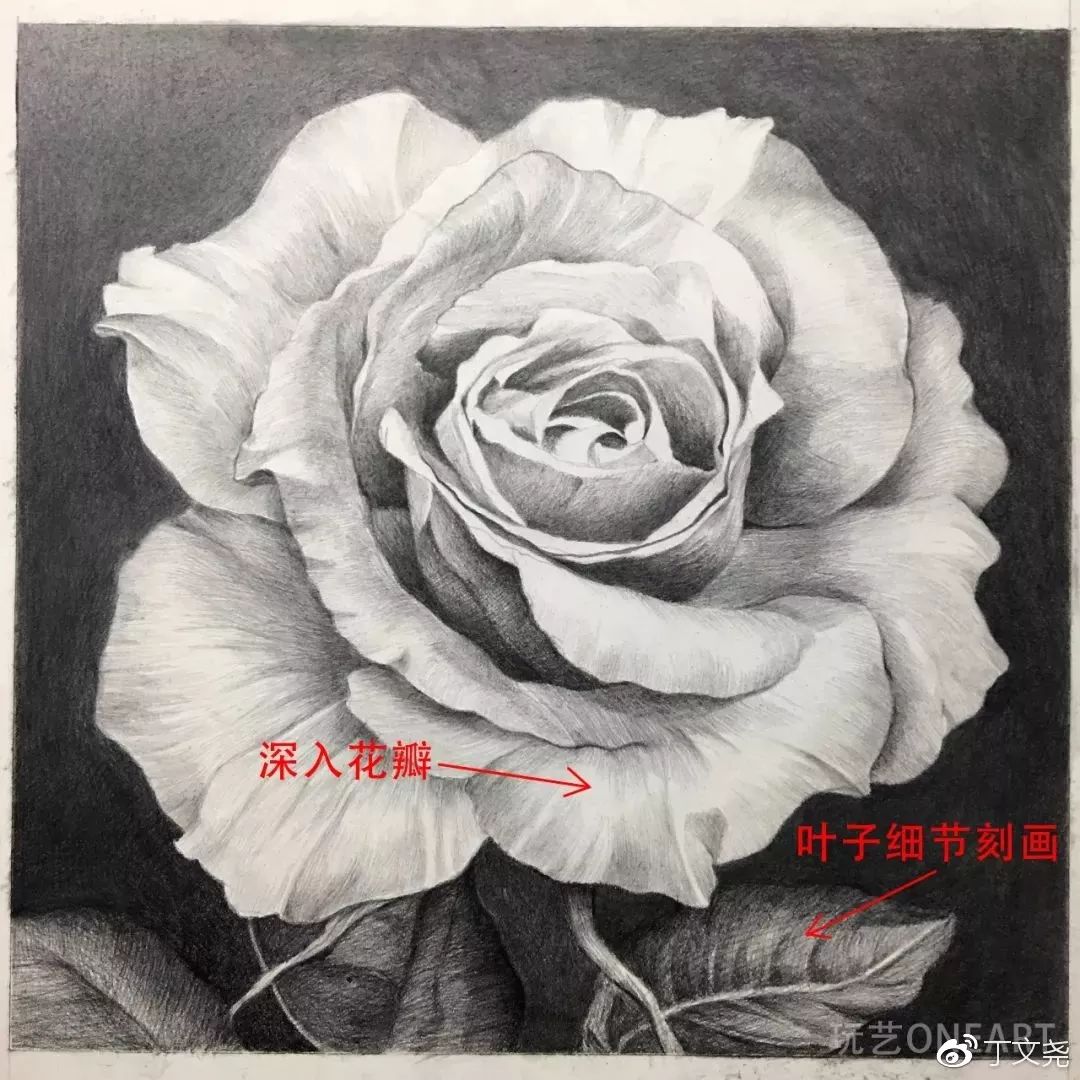 素描教程 | 丁老师教你画玫瑰_花瓣