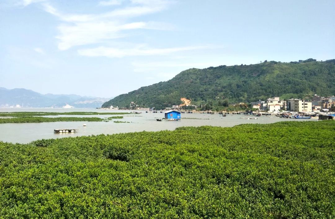 带到北山村的红树林栈道喝 松山镇北山村离罗源也不远,从车站坐车也就