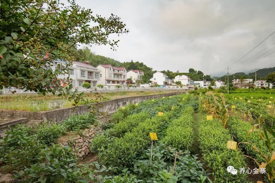 【美丽山村,我的家】青山镇汤店村