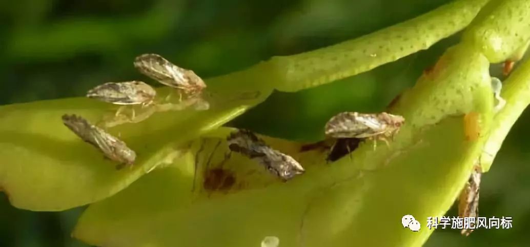 太阳阴影下的柑橘木虱成虫