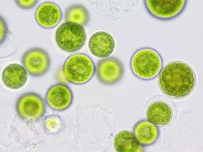 藻类拥有很多蛋白质,脂肪和碳水化合物,是不错的营养来源.