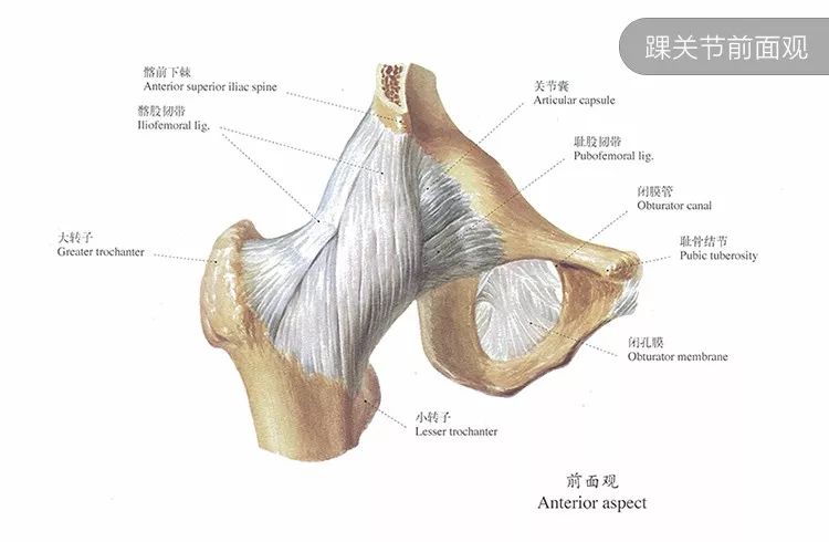 积少成多终成损伤髋关节热点直击