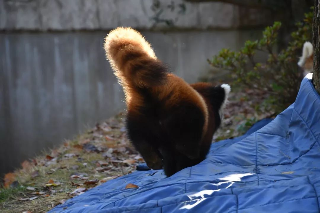 平心而论,小熊猫的萌点肯定是大尾巴没错了