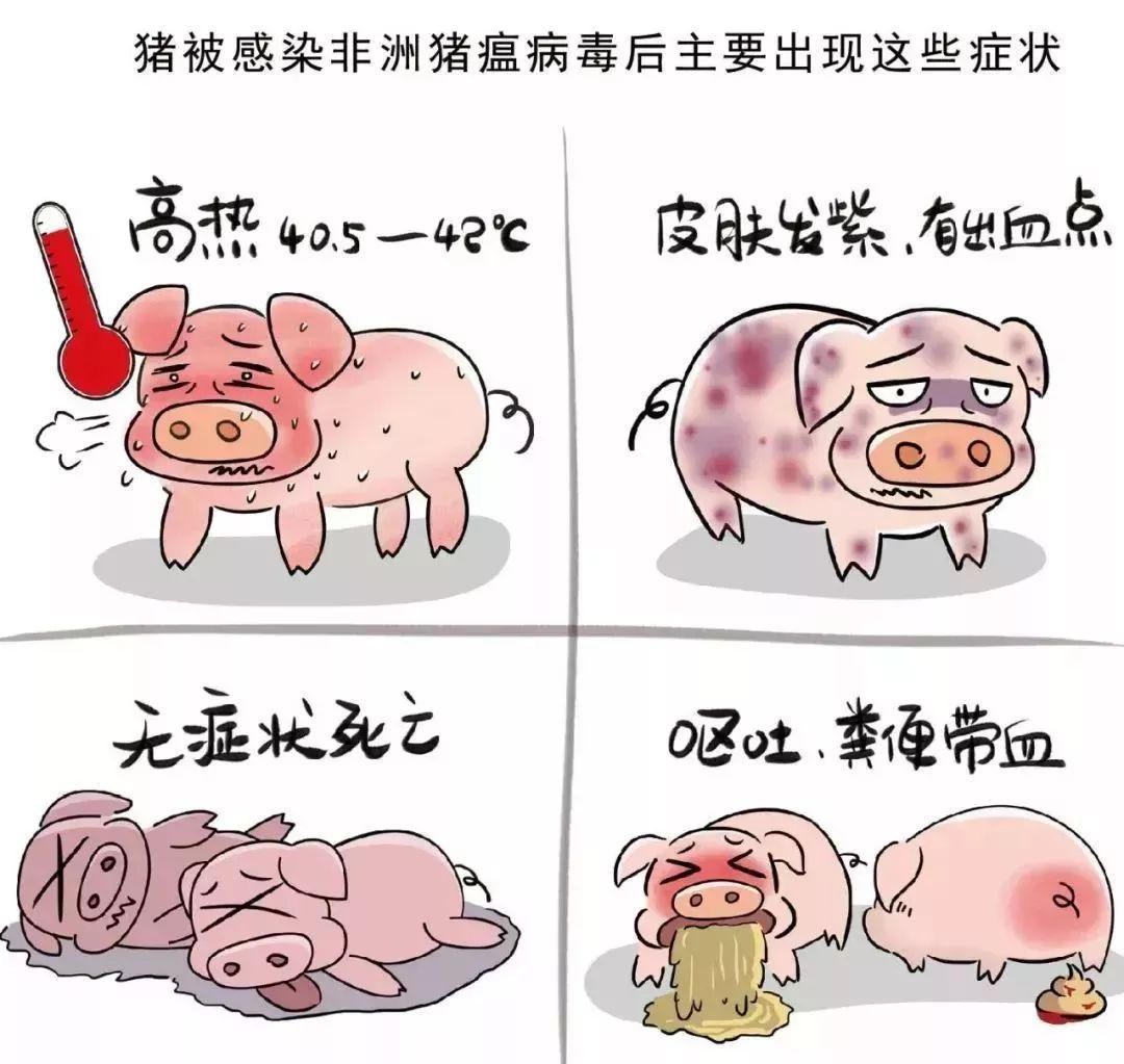 非洲猪瘟防控科普知识 | 中国动物保健·官网