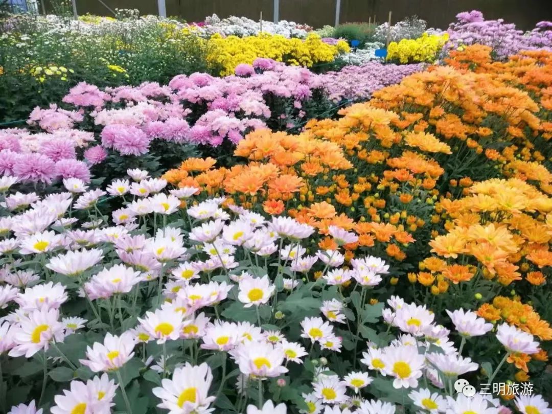 花已开好!三明这个地方近300种菊花免费看,花海美景就
