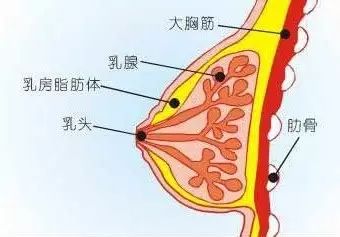 什么是乳腺导管灌注技术来宁乡妇幼了解一下