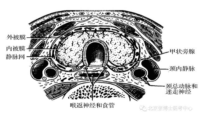 甲状腺的解剖位置形态和周围