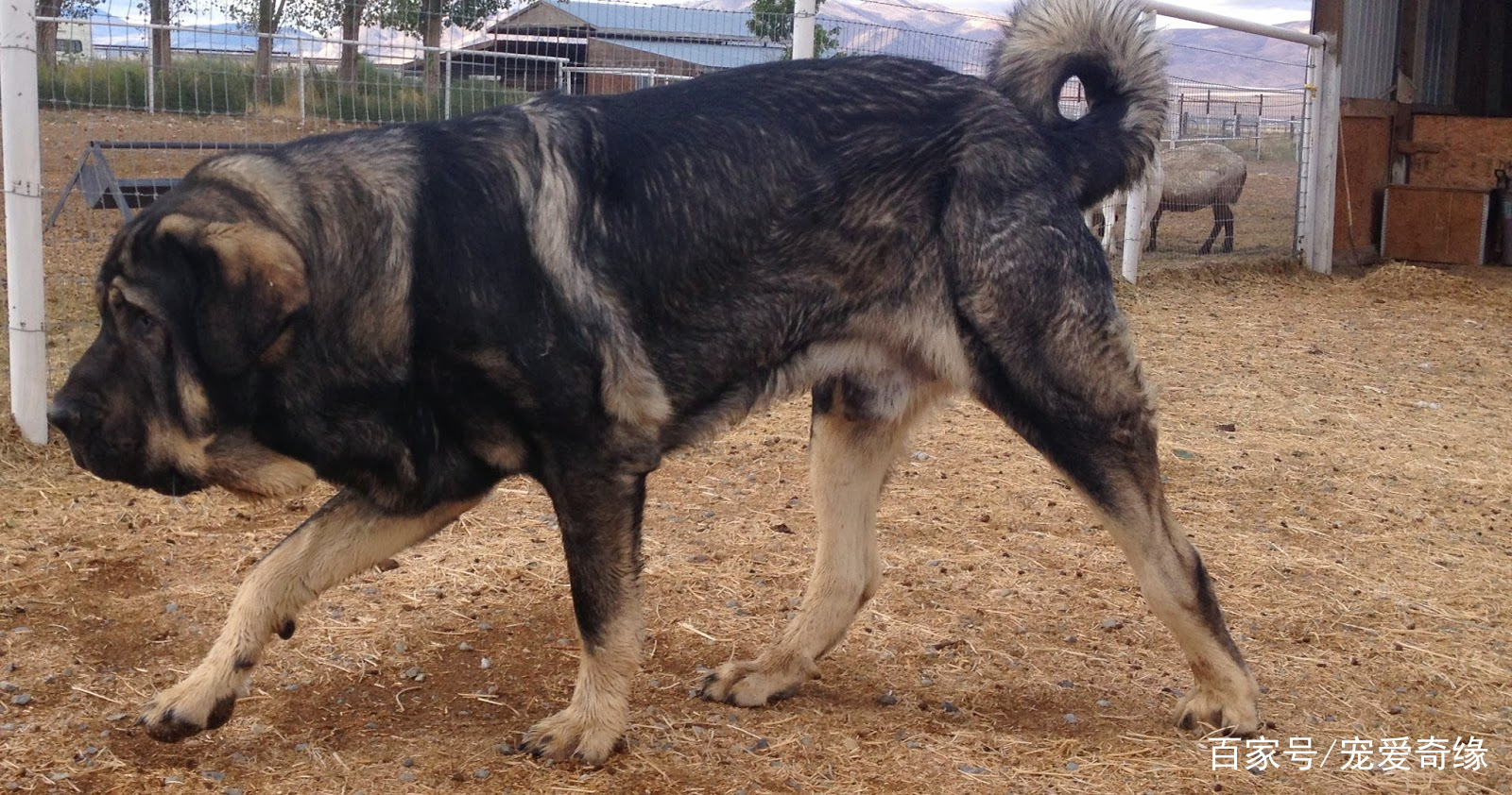 源自公元9世纪的獒犬,数千年从未离开草原,比藏獒还要