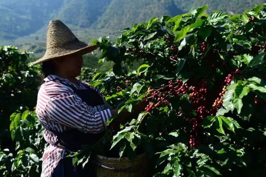 保山潞江坝的咖啡从每年的10月开始进入采收季,从低海拔到高海拔时间