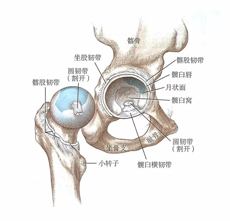 髋关节的结构是球窝状,球是股骨头,窝是髋臼窝.