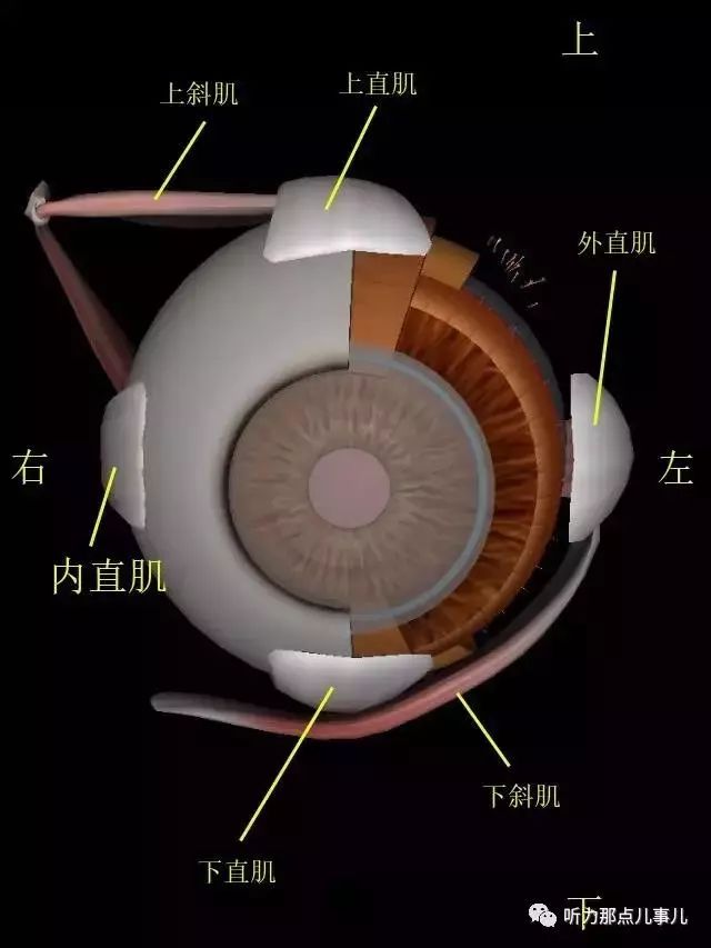 前庭生理前庭眼反射