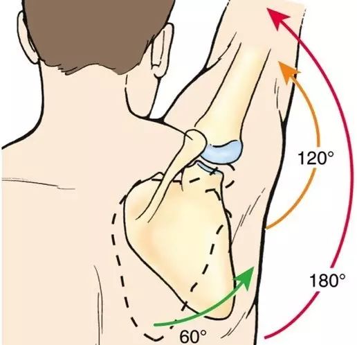 肩关节的稳定性很大程度上, 取决于 肩胛骨的稳定性, 所以要想稳定肩