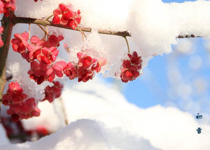 《初雪》文/天空东篱菊覆雪绒花,草树慵飞数点鸦.